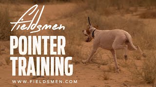 English Pointer Working In The Fields