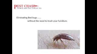 Pest Control Companies in Maryland, Alexandria Va, Springfield VA, Fairfax VA, Virgnia