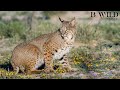 Bobcat's Den - La Guarida del Lince Rojo / Red Lynx, Bobcat, Gato Montés, Lince Rojo / Mexico / HD