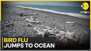 Bird Flu Thousands Of Baby Seals Died On Two Remote Sub-Antarctic Islands Wion News