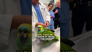 Download Lagu parrot roasts vet's dog comment immediately #funny #animals #shorts MP3