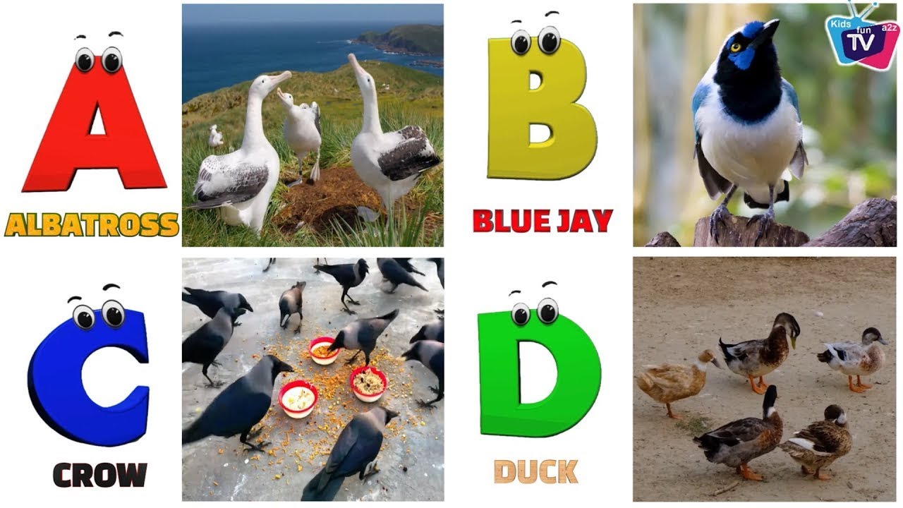 A to Z Bird Alphabet Song | ABC Phonics for Kids