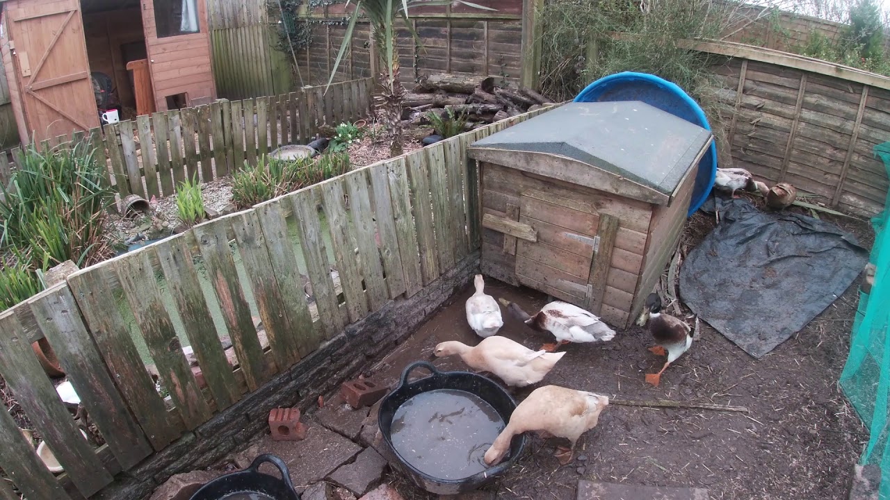 duck and garden chores organic gardening and duck keeping , lockdown UK