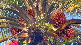 Work Smarter, Not Harder! Tricks to Hit a 3–5 Ton Palm Oil Harvest Target Using a Sharp 111 Brand...