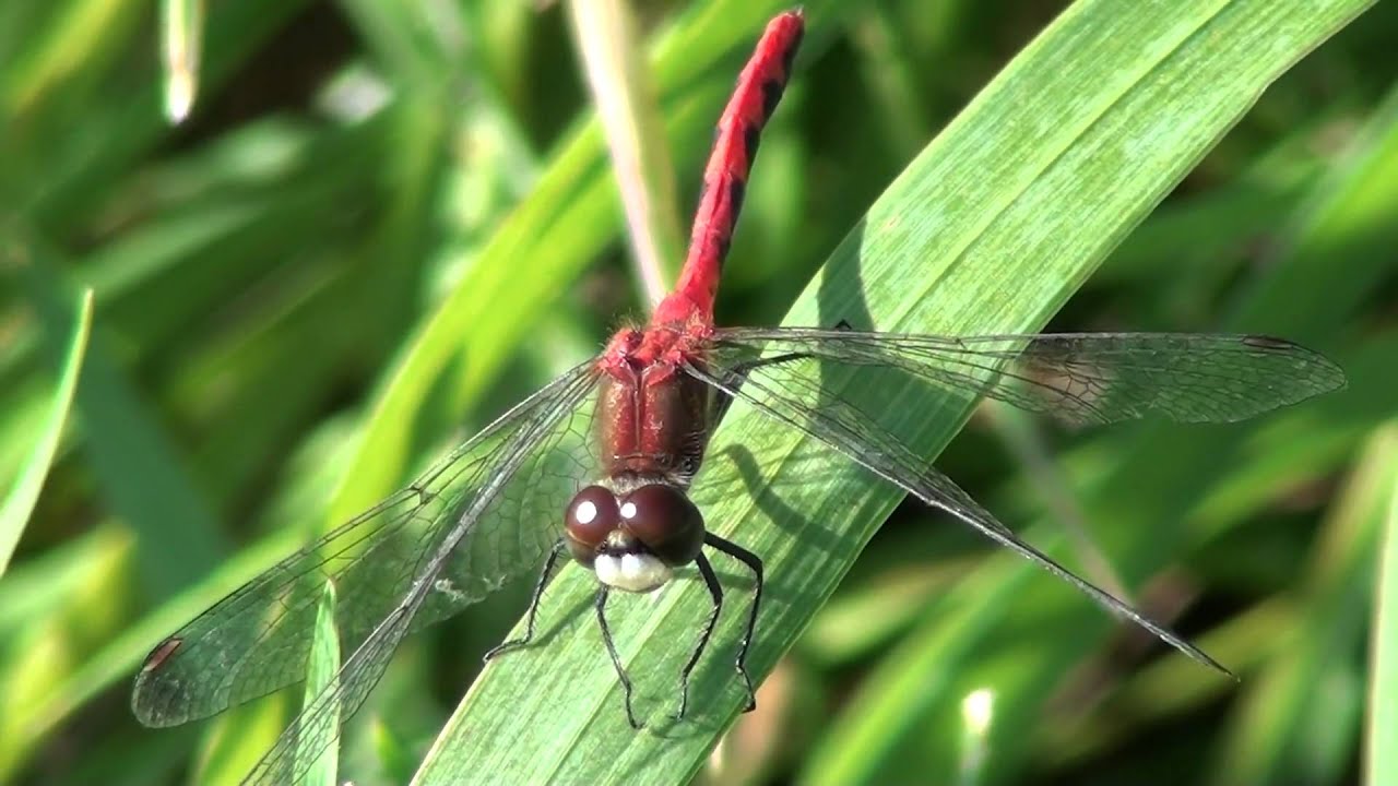 White-faced Meadowhawk (Libellulidae: Sympetrum obtrusum) Male on Grassblade