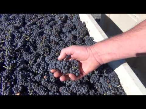 Portalupi Wines 2013 Pinot Noir Russell Family Vineyard Crush