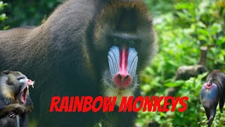 I'm a Primate Expert and Mandrills Are the Most COLORFUL Monkeys