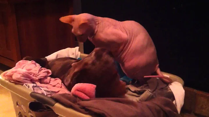 Video 10925511: sphynx hairless cat, sphynx cat fight, sphynx cat dog, sphynx cat playing