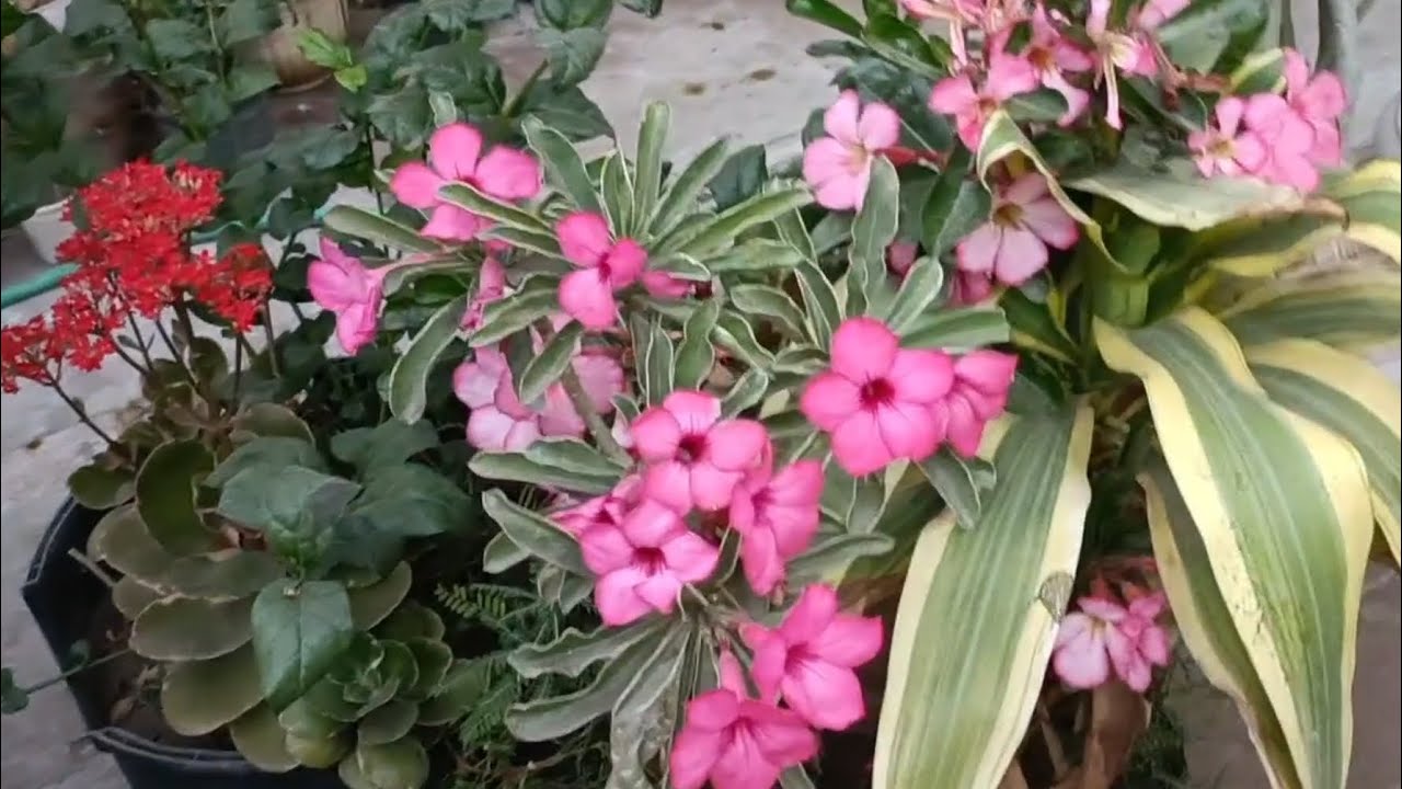 Adenium care full videos