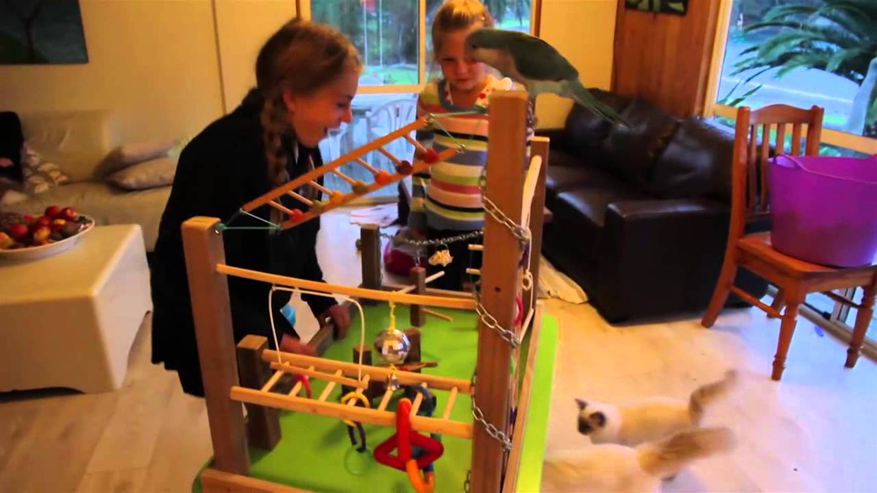 Most awesome parrot play gym EVER! - YouTube