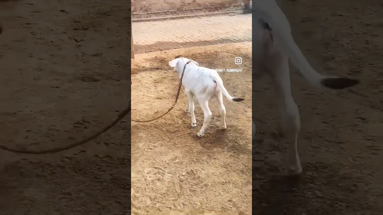 Ankush singh damara ke sath luxmi