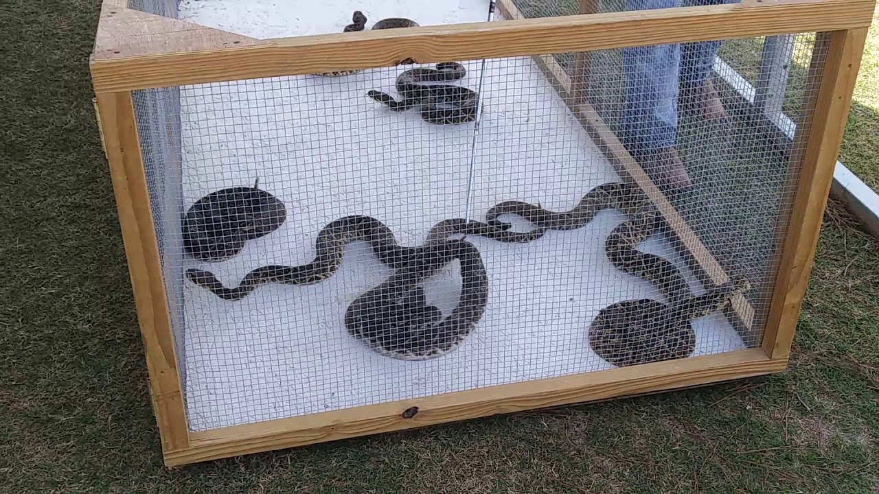 Live rattlesnakes at opp rattlesnake Rodeo YouTube
