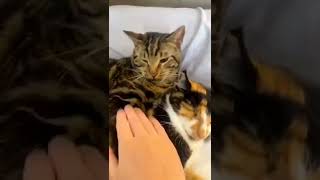 My new secret weapon 😂😅|| wowpets #shorts #cats #tiktok #tiktokviral #viral #tiktokcats #viralshorts