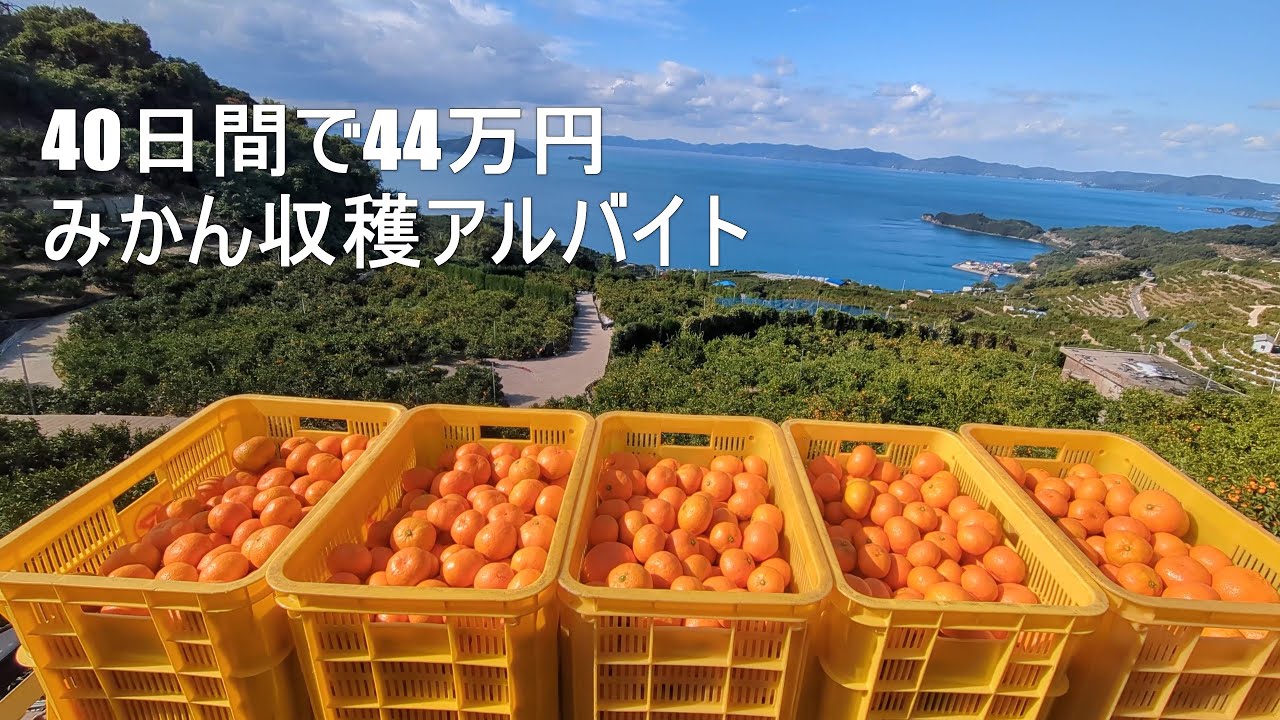 自転車旅の途中で、みかん収穫の仕事をした話｜収入も全部公開