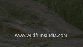 Spotting a leopard at night