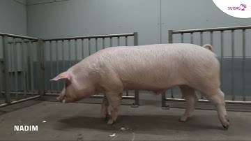 2025 12 Nadim 7828 N1