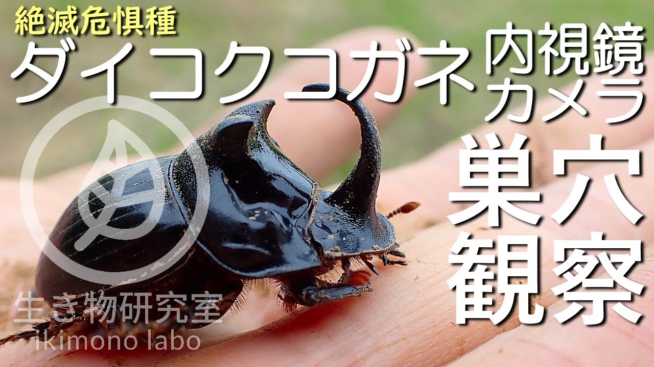 【ダイコクコガネ】巣穴を内視鏡カメラで観察　Observation of dung beetle burrows with a fiberscope.