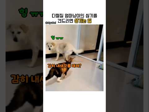 다혈질 엄마냥이들의 살떨리는 참교육 현장 #고양이 #길냥이 #엄마냥이 #다혈질 #참교육 #웃긴 #동물영상 #cats #경고 thumbnail