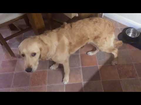 My dog vs inanimate object