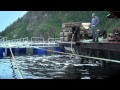 Wild orca plays with fire hose and interacts with people.mov