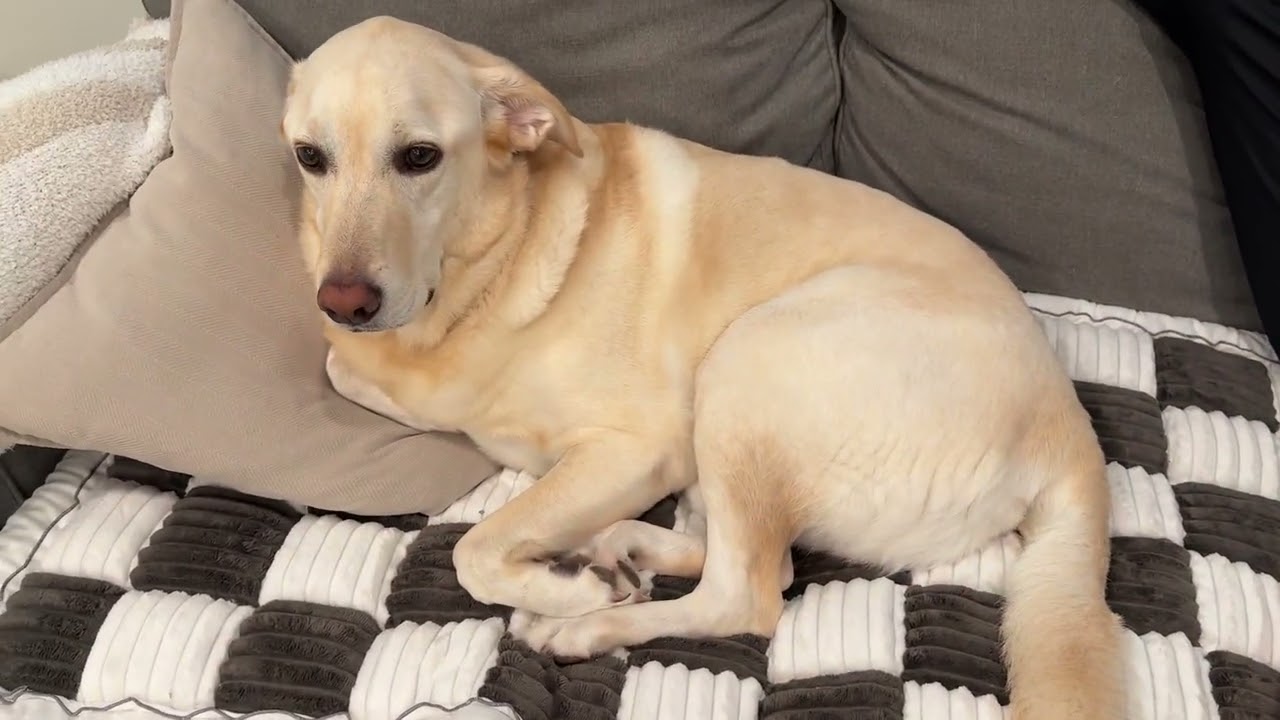 FUNNY FUZZY Pet Couch Covers Sofa, Couch Covers for Dogs Washable Dog Couch Cover Protector Review