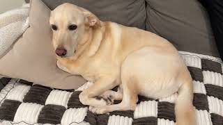 FUNNY FUZZY Pet Couch Covers Sofa, Couch Covers for Dogs Washable Dog Couch Cover Protector Review