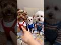 Cute puppy ❤️ #かわいい犬 #anjingcomel #สุนัขน่ารัก#cutedogph #chóđángyêu #anjinglucu #cachorrofofo