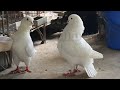 Exotic king pigeon breeds  white king pigeon collection