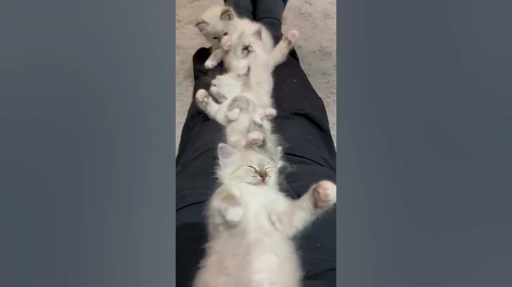 Video 11189901: chaton kitten, birman kittens