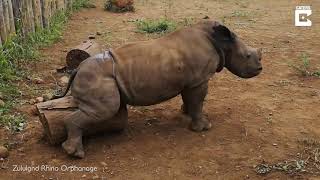 Itchy Rhino or Horny Rhino?