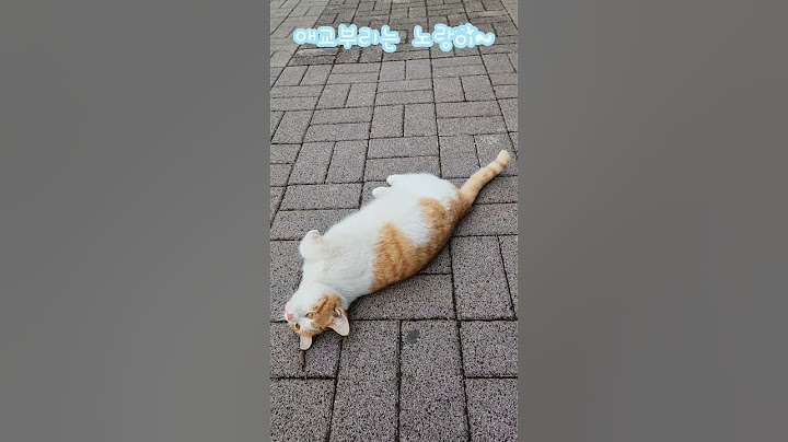 #cat  #고양이 #애교 부리는중 #귀여운 #shorts #마오 #+258