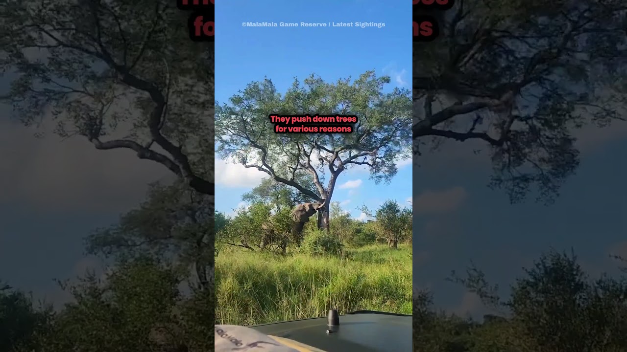 Elephant Destroys Tree 🌳 Elephant vs Tree