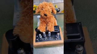 Magnavox 8601#vintage #tube #music #amplifier #audiophile