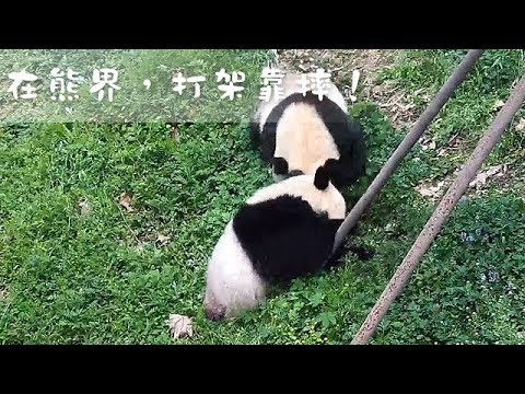 《熊貓早晚安》在熊界，打架靠摔！| iPanda
