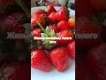 живые витамины теплого лета черешня и клубника