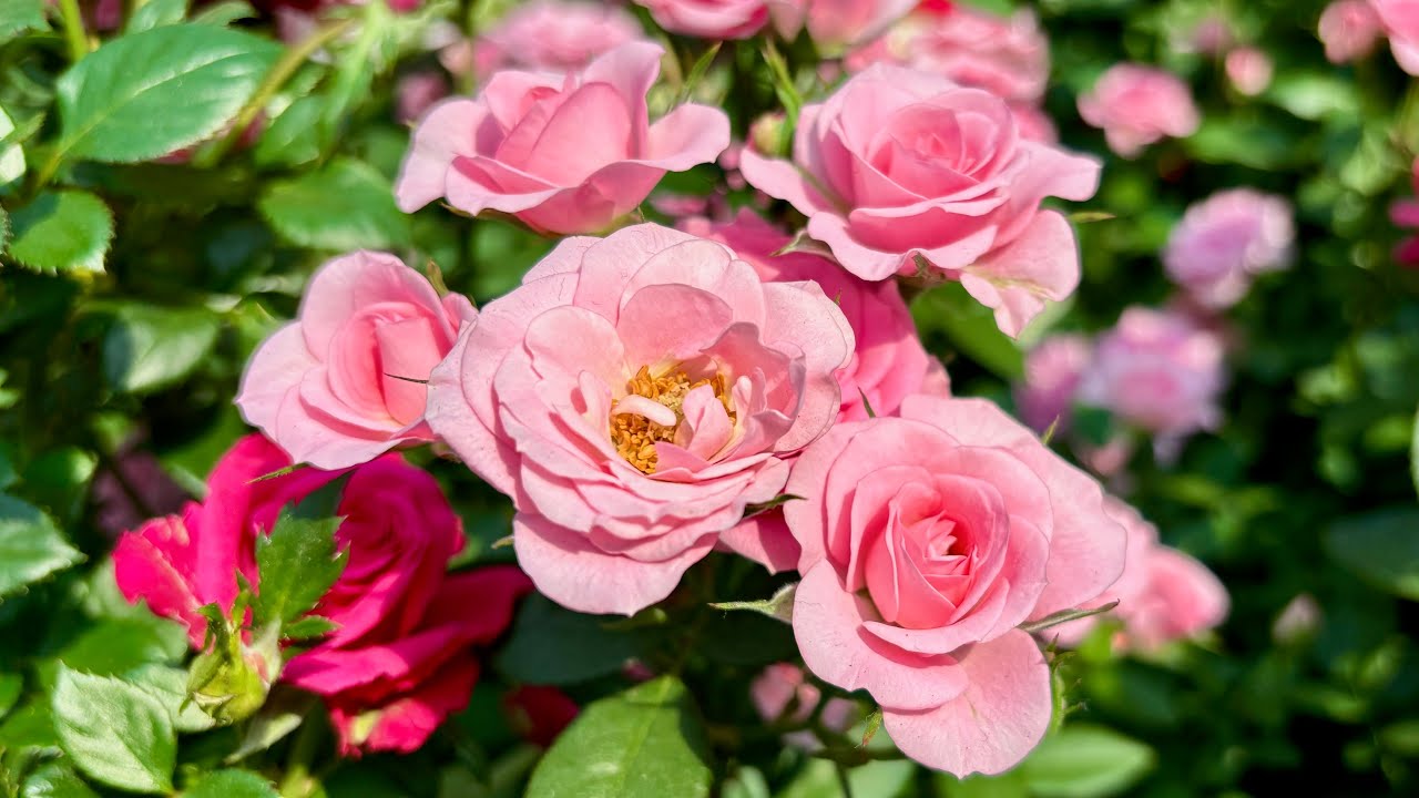 Rose Romance 2025 at Singapore Gardens by the Bay 浪漫玫瑰新加坡滨海湾花园