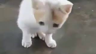 Kucing reogkan