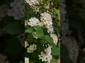 #весна#spring#springtime#beautiful #best#like#likeforlikes#черемуха #bird cherry#nature#naturelovers