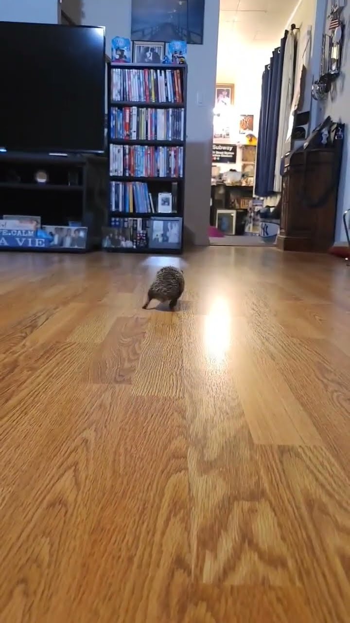 Speedy Hedgehog Scurries Across Slippery Floor || ViralHog