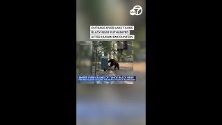 Outrage over Lake Tahoe black bear euthanized after human encounters