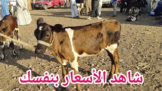 اسعار العجول اللباني البقري اليوم (سوق دمنهور للمواشي