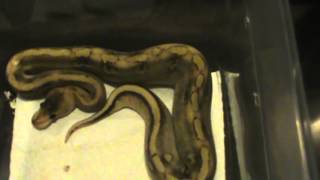 Details Champagne Ball Python update Guide