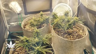 Organic Autoflower Grow [Ep. 6] (Week 4 Flower) Chocolate Skunk, White Widow, Blueberry Auto