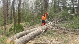 Delimbing a pine tree