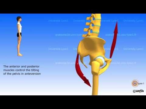 Position of the pelvis.  Lombosacral jonction