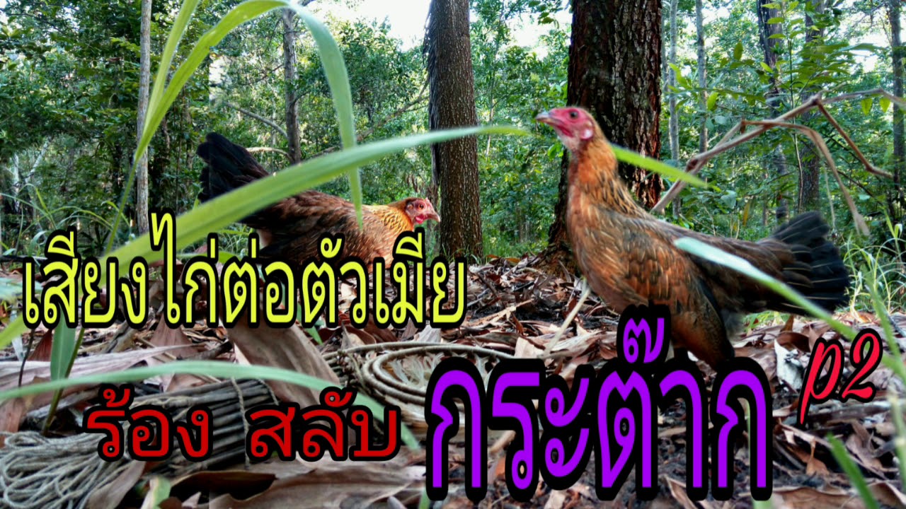 เสียงไก่ต่อตัวเมีย ร้องสลับกระต๊าก p2