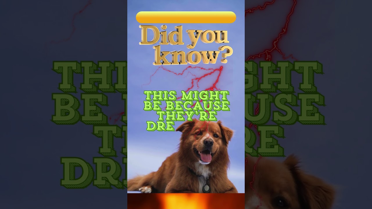 Dogs Sleeping | facts 