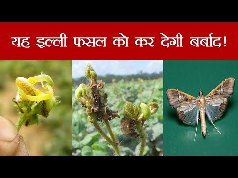 मूंग एवं उड़द की फसल में चित्तीदार सूँडी का नियंत्रण! - मूंग एवं उड़द की फसल में चित्तीदार सूँडी का नियंत्रण!