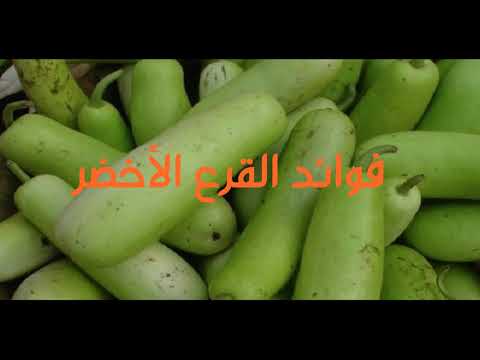 فوائد القرع الأخضر السلاوي