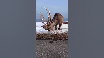 What happens when one Elk